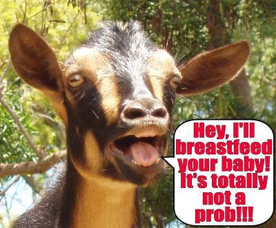 Goats to feed infants with human milk